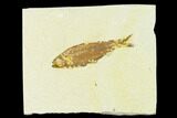 Fossil Fish (Knightia) - Green River Formation #133960-1